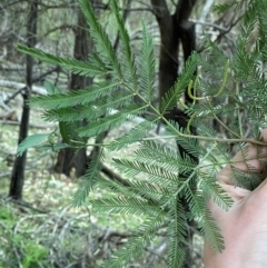 Acacia deanei subsp. paucijuga at Yenda, NSW - 23 Jun 2024