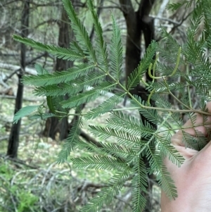 Acacia deanei subsp. paucijuga at Yenda, NSW - 23 Jun 2024