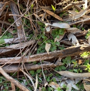 Diplodium ampliatum at Yenda, NSW - 23 Jun 2024