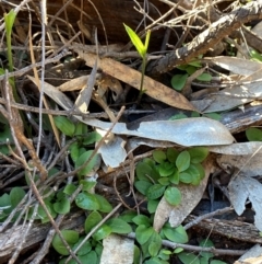 Diplodium ampliatum at Yenda, NSW - suppressed