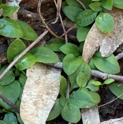 Diplodium ampliatum at Yenda, NSW - suppressed