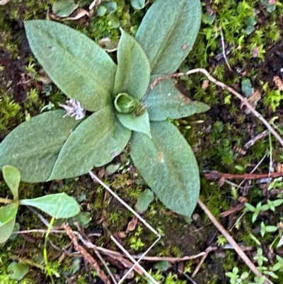 Hymenochilus sp. (A Greenhood Orchid) at Yenda, NSW - 23 Jun 2024 by Tapirlord