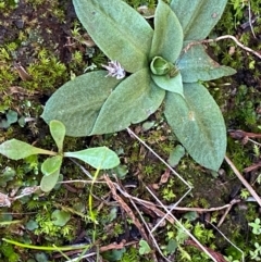 Hymenochilus sp. at Yenda, NSW - suppressed