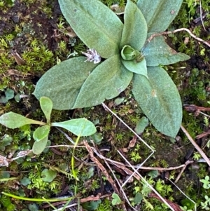 Hymenochilus sp. at Yenda, NSW - 23 Jun 2024