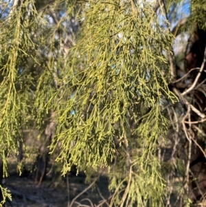 Exocarpos cupressiformis (Cherry Ballart) at Yenda, NSW by Tapirlord