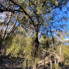 Exocarpos cupressiformis at Yenda, NSW - 23 Jun 2024