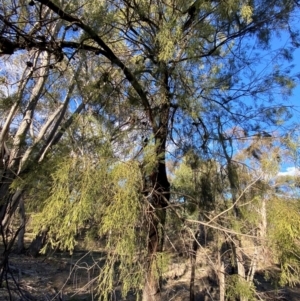 Exocarpos cupressiformis at Yenda, NSW - 23 Jun 2024 03:16 PM