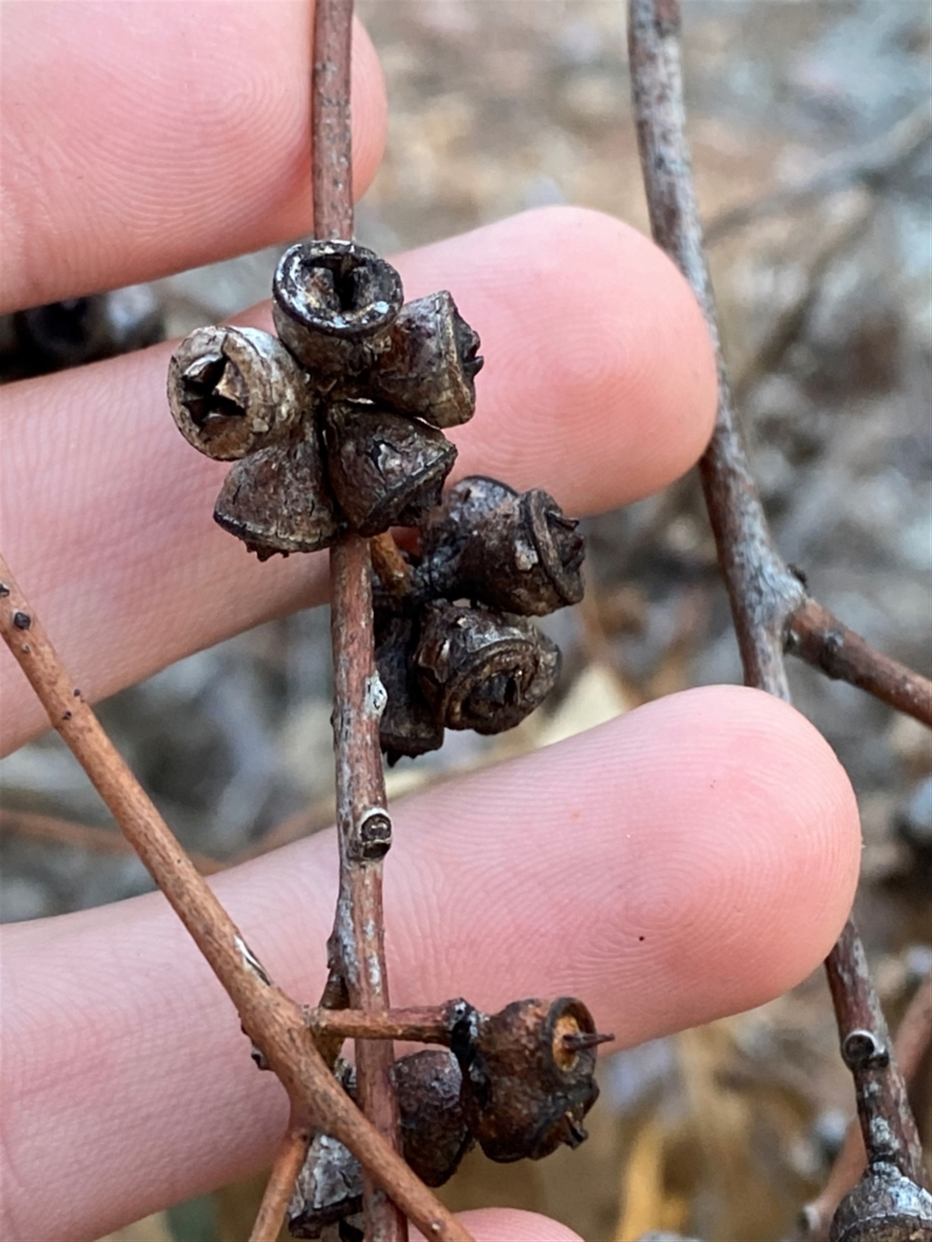 Eucalyptus vicina at Yenda, NSW - 23 Jun 2024 03:14 PM