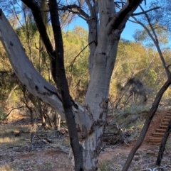 Eucalyptus vicina at Yenda, NSW - 23 Jun 2024 03:14 PM