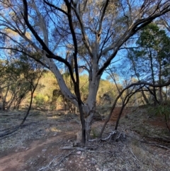 Eucalyptus vicina at Yenda, NSW - 23 Jun 2024 03:14 PM