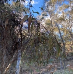 Cassytha melantha at Yenda, NSW - 23 Jun 2024