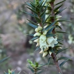 Melichrus urceolatus (Urn Heath) at Yenda, NSW - 23 Jun 2024 by Tapirlord