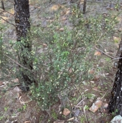 Melichrus urceolatus at Yenda, NSW - 23 Jun 2024