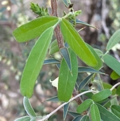 Glycine canescens (Silky Glycine) at Yenda, NSW - 23 Jun 2024 by Tapirlord