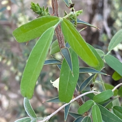 Glycine canescens (Silky Glycine) at Yenda, NSW - 23 Jun 2024 by Tapirlord