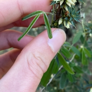 Glycine canescens at Yenda, NSW - 23 Jun 2024