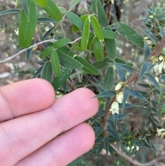 Glycine canescens at Yenda, NSW - 23 Jun 2024 03:11 PM