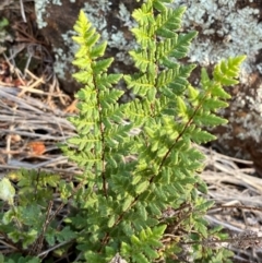 Cheilanthes distans (Bristly Cloak Fern) at Yenda, NSW - 23 Jun 2024 by Tapirlord