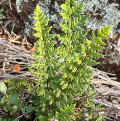 Cheilanthes distans (Bristly Cloak Fern) at Yenda, NSW - 23 Jun 2024 by Tapirlord