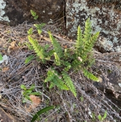 Cheilanthes distans at Yenda, NSW - 23 Jun 2024