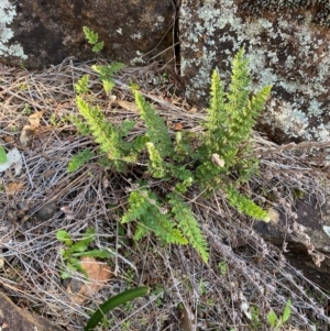 Cheilanthes distans at Yenda, NSW - 23 Jun 2024