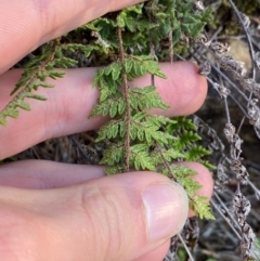 Cheilanthes distans at Yenda, NSW - 23 Jun 2024