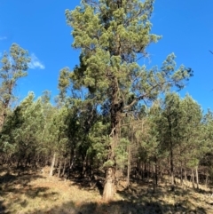 Callitris glaucophylla (White Cypress Pine) at Yenda, NSW - 23 Jun 2024 by Tapirlord