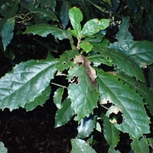 Sloanea australis at Bellawongarah, NSW - 10 Jul 2024