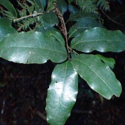 Litsea reticulata (Bolly Gum) at Bellawongarah, NSW - 10 Jul 2024 by plants