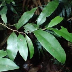 Diospyros pentamera (Myrtle Ebony) at Bellawongarah, NSW - 10 Jul 2024 by plants