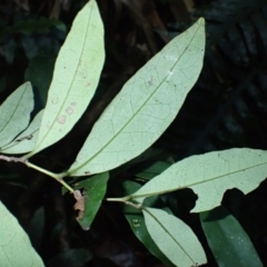 Diospyros pentamera at Bellawongarah, NSW - 10 Jul 2024