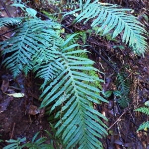 Blechnum cartilagineum at Bellawongarah, NSW - suppressed