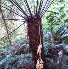 Dicksonia antarctica (Soft Treefern) at Bellawongarah, NSW - 10 Jul 2024 by plants