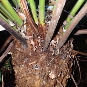 Dicksonia antarctica at Bellawongarah, NSW - suppressed