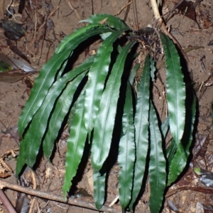 Blechnum patersonii subsp. patersonii at Bellawongarah, NSW - 10 Jul 2024