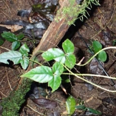 Cephalaralia cephalobotrys (Climbing Panax) at Bellawongarah, NSW - 10 Jul 2024 by plants