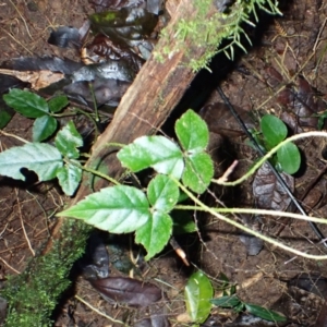 Cephalaralia cephalobotrys at Bellawongarah, NSW - 10 Jul 2024