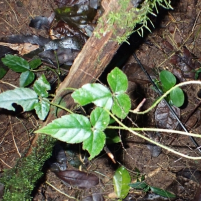 Cephalaralia cephalobotrys (Climbing Panax) at Bellawongarah, NSW - 10 Jul 2024 by plants