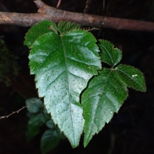 Cephalaralia cephalobotrys at Bellawongarah, NSW - 10 Jul 2024