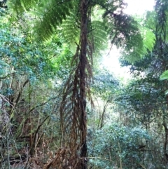Cyathea leichhardtiana (Prickly Tree Fern) at Bellawongarah, NSW - 10 Jul 2024 by plants