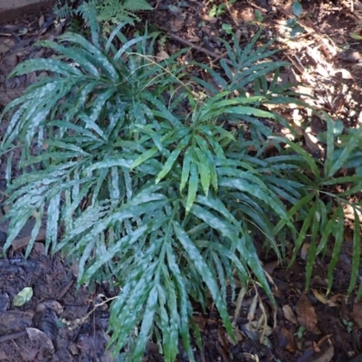 Pteris umbrosa (Jungle Brake) at Bellawongarah, NSW - 10 Jul 2024 by plants