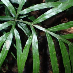 Pteris umbrosa at Bellawongarah, NSW - 10 Jul 2024