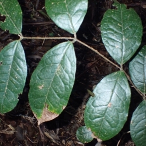 Palmeria scandens at Bellawongarah, NSW - 10 Jul 2024