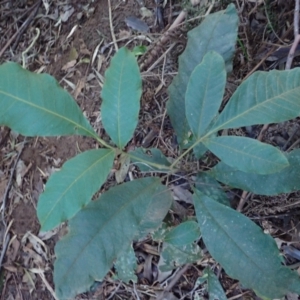 Diploglottis australis at Bellawongarah, NSW - 10 Jul 2024