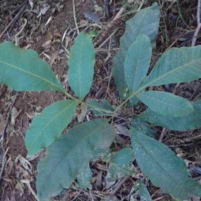 Diploglottis australis (Native Tamarid) at Bellawongarah, NSW - 10 Jul 2024 by plants
