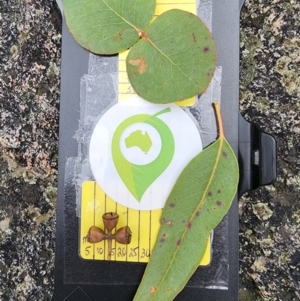 Eucalyptus dalrympleana subsp. dalrympleana at Tharwa, ACT - 11 Jul 2024