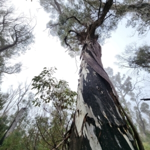 Eucalyptus dalrympleana subsp. dalrympleana at Tharwa, ACT - 11 Jul 2024