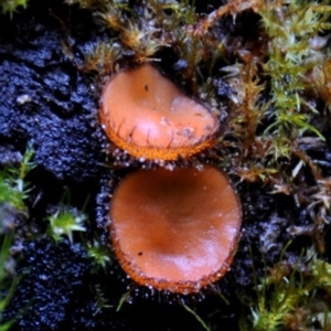 Scutellinia scutellata at suppressed - suppressed