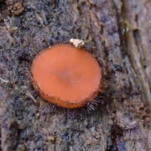 Scutellinia scutellata at suppressed - suppressed