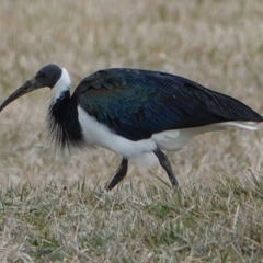 Threskiornis spinicollis (Straw-necked Ibis) at Gungahlin, ACT - 11 Jul 2024 by Anna123